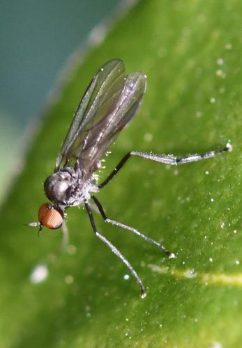 Bicellaria sp.